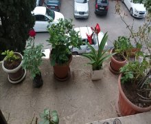 Kirayə (aylıq) Yeni Tikili Gəncə ş. Kirayə (aylıq) Yeni Tikili Gəncə ş.