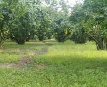 Satılır Torpaq Qəbələ ş.