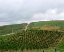 Satılır Obyekt Şamaxı ş.