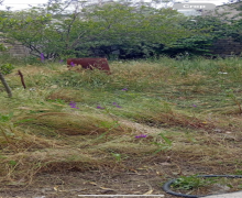 Satılır Torpaq Xırdalan ş.