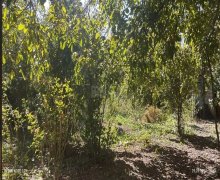 ismayillida torpaq alqi satqisi İsmayıllı ş.