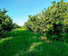 xacmazda torpaq alqi satqisi Xaçmaz ş.