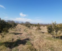 elanlari alqi satqisi elanlari Lənkəran ş.