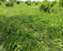 elanlari alqi satqisi elanlari Oğuz ş.