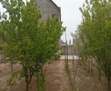 xezer rayonunda aylıq kiraye ev Şağan, Xəzər r.