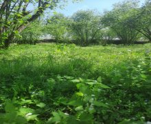 Satılır Torpaq Qəbələ ş.