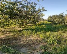 xacmazda torpaq alqi satqisi Xaçmaz ş.