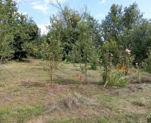 Satılır Torpaq Qəbələ ş.