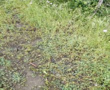 Satılır Torpaq Qəbələ ş.