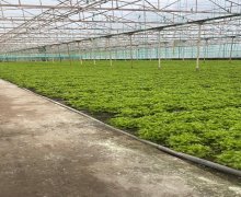 Satılır Obyekt Buzovna, Xəzər r.