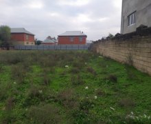 masalli Torpaq Masallı ş.