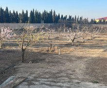 novxanida torpaq satilir Novxanı, Abşeron r.