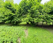 ismayillida torpaq alqi satqisi İsmayıllı ş.