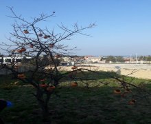 rayonlarda torpaq alqi satqisi Goradil, Abşeron r.