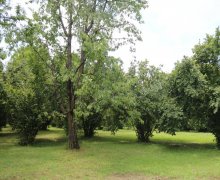 Satılır Həyət evi/villa Qəbələ ş. Satılır Həyət evi/villa Qəbələ ş.