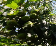 Satılır Həyət evi/villa Sumqayıt ş. Satılır Həyət evi/villa Sumqayıt ş.