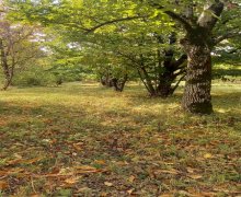 Satılır Torpaq Qəbələ ş.