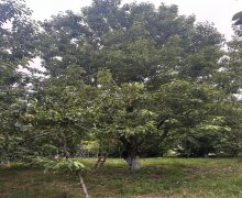 Satılır Torpaq Quba ş.