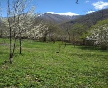 elanlari alqi satqisi elanlari Şəki ş.