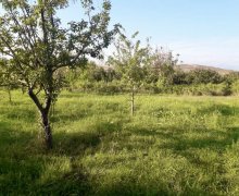 Satılır Torpaq Qəbələ ş.