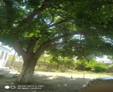 bag evleri proyektleri Sumqayıt ş.