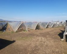 elanlari alqi satqisi elanlari Lənkəran ş.