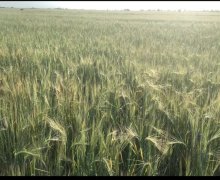 elanlari alqi satqisi elanlari Kürdəmir ş.