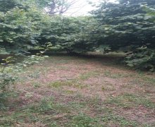 Satılır Torpaq Qəbələ ş.