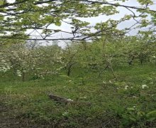 Satılır Torpaq Bərdə ş.