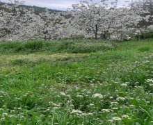 Satılır Torpaq Quba ş. Satılır Torpaq Quba ş.