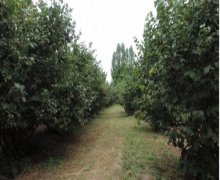 Satılır Torpaq Qəbələ ş.