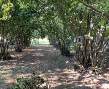 qebelede torpaq alqi satqisi Qəbələ ş.