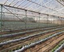 Kirayə (aylıq) Bağ evi Azadlıq m., Pirşağı qəs., Sabunçu r.