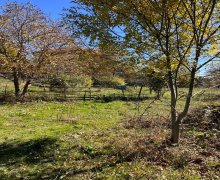 Satılır Torpaq Şamaxı ş.