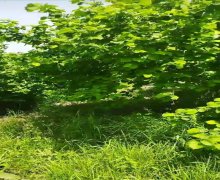 elanlari alqi satqisi elanlari Xaçmaz / Xudat ş.