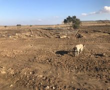 Satılır Torpaq Pirşağı qəs., Sabunçu r.