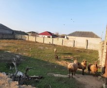 mastagada torpaq alqi satqisi Maştağa qəs., Sabunçu r.