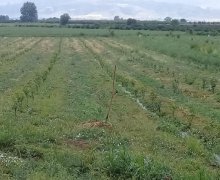 Satılır Torpaq Ağstafa ş.