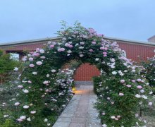 Kirayə (aylıq) Bağ evi Fatmayi, Abşeron r.