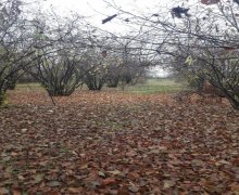 Satılır Torpaq Zaqatala ş.