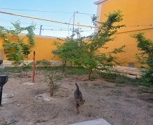 Satılır Həyət evi/villa Koroğlu m., Zabrat qəs., Sabunçu r. Satılır Həyət evi/villa Koroğlu m., Zabrat qəs., Sabunçu r.