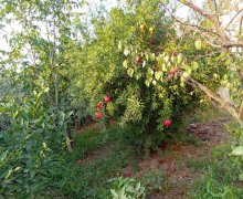 Satılır Torpaq Koroğlu m., Bülbülə qəs., Suraxanı r.