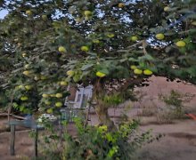 Kirayə (aylıq) Bağ evi Pirşağı qəs., Sabunçu r. Kirayə (aylıq) Bağ evi Pirşağı qəs., Sabunçu r.