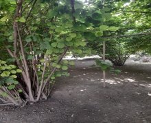 elanlari alqi satqisi elanlari Oğuz ş.