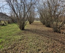 ismayillida torpaq alqi satqisi İsmayıllı ş.