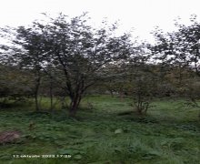 Satılır Həyət evi/villa İsmayıllı ş.