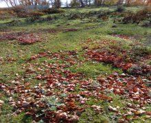 Продажа Участок Губа г.