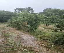 xacmazda torpaq alqi satqisi Xaçmaz ş.