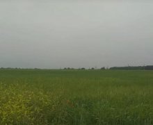 elanlari alqi satqisi elanlari Şəki ş.