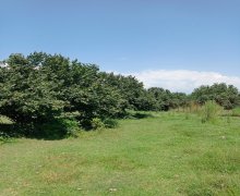 Satılır Torpaq Qəbələ ş.